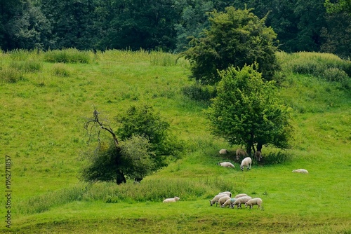 White sheep in the hilly meadow in the summer, England, UK