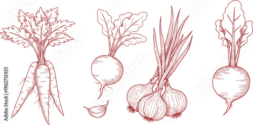 Group of root vegetables, carrots, beets, and onions with garlic, hand-drawn outline sketch.