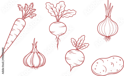 Selection of fresh vegetables, carrot, beets, onions, garlic, and potato, line art sketch.