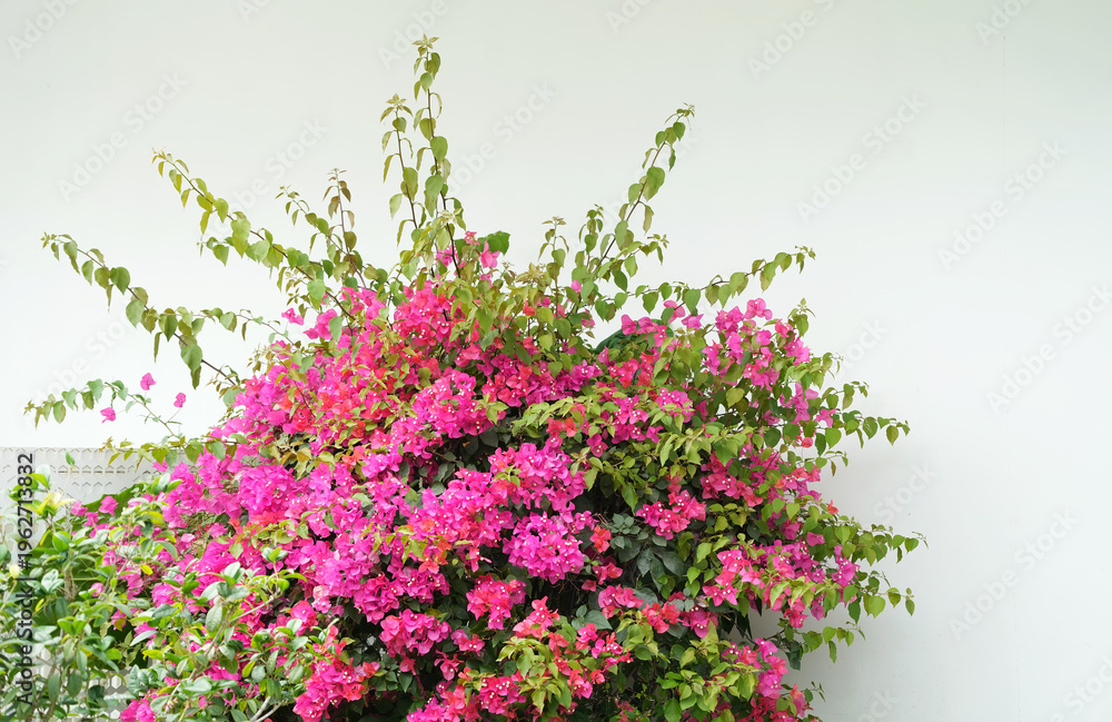 Fototapeta premium purple bougainvillea flowers in wall of garden