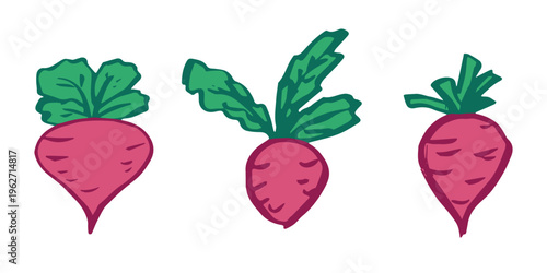 Hand drawn farm daikon radish beet beetroot plant with green leaves Fresh vegetable doodle set Healthy eco food Organic garden vegetarian food For design, print, packaging, decor, kids books