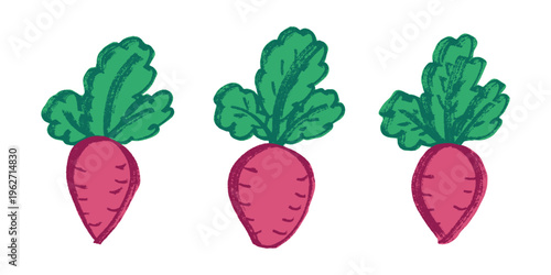 Hand drawn farm daikon radish beet beetroot plant with green leaves Fresh vegetable doodle set Healthy eco food Organic garden vegetarian food For design, print, packaging, decor, kids books