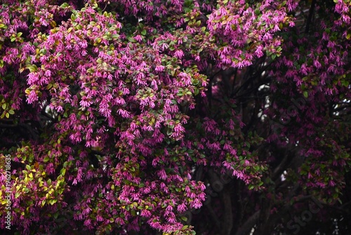 Chinese fringe flower (Loropetalum chinense). Hamamelidaceae evergreen. It blooms in spring with slender, four-petaled flowers in yellow or pink.