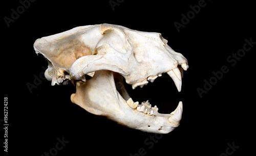 African Lion Skull. Animal portrait.