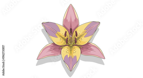 Pink and yellow lily flower with six petals and shadow on white background