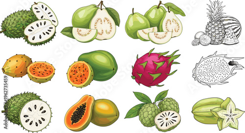 Hand-drawn exotic fruit vector collection featuring dragon fruit, guava, papaya, soursop, starfruit, kiwano, pineapple, and tropical fruits for culinary, tropical, and healthy design projects