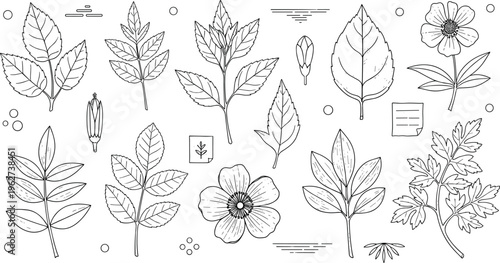 Hand drawn leaf and botanical elements vector set with floral plants foliage sketch natural line art collection