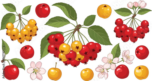 Rowan Berries Mountain Ash Fruit Vector Set with Red and Yellow Berries Leaves and Blossoms Botanical Collection for Herbal Medicine Packaging Natural Food Design and Illustration Projects