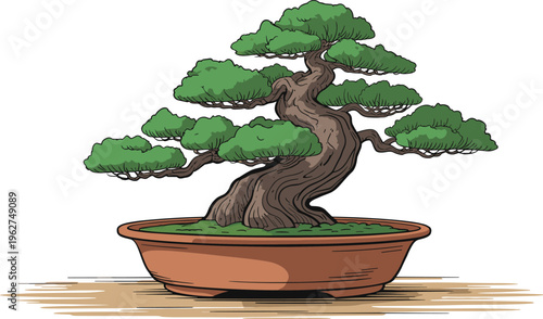 Bonsai tree in pot, detailed miniature plant with twisted trunk and green foliage, isolated vector illustration on white background