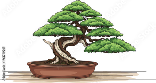 Bonsai tree in ceramic pot, detailed miniature plant with twisted trunk and lush foliage, isolated vector illustration on white