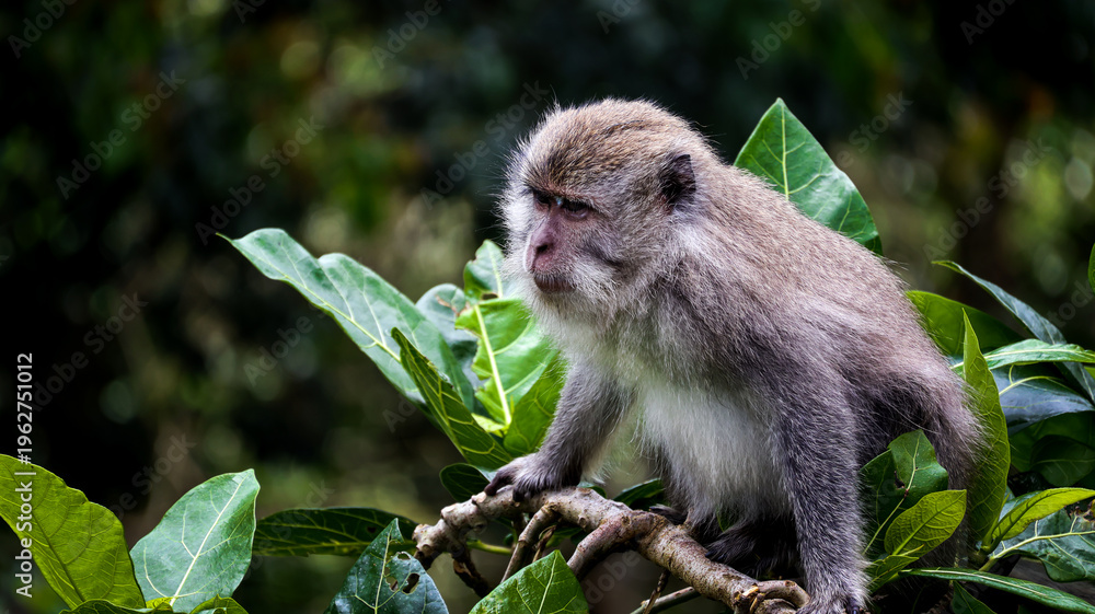 Fototapeta premium Monkey, long-tailed macaque (Macaca fascicularis), perched on a tree branch in Sembalun, Lombok, Indonesia in its natural habitat, surrounded by lush greenery.