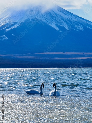 富士山と白鳥