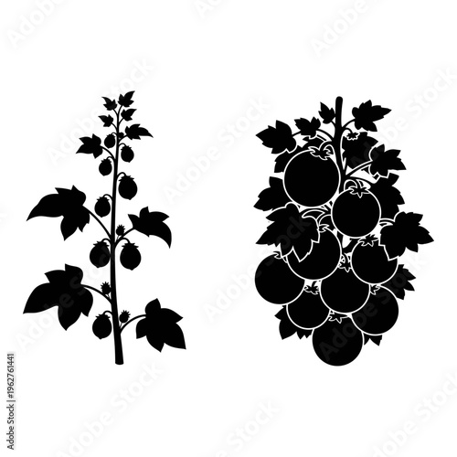 Tomato plant, tomato bunch, black silhouette icons, vegetable illustrations, gardening graphics