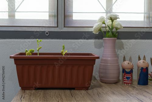 Schilderij op canvas Three young green seedlings emerge in a brown rectangular pot, signalling new life and growth