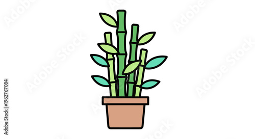 Bamboo Plant in Brown Pot.