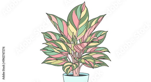 Colorful leaves of potted plant.