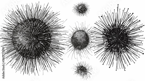 Antique botanical illustration of spiky, orb-shaped seed heads in monochrome