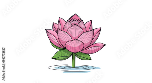 Pink Lotus Flower in Water.