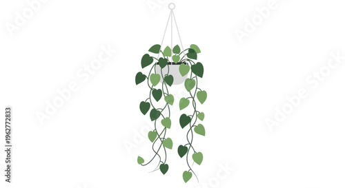 Green leafy plant hanging vine.