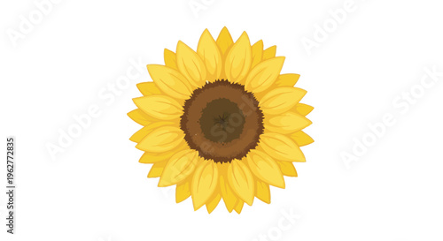 Closeup of a single sunflower.