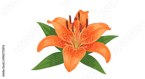 Vibrant Orange Tiger Lily Flower Closeup.
