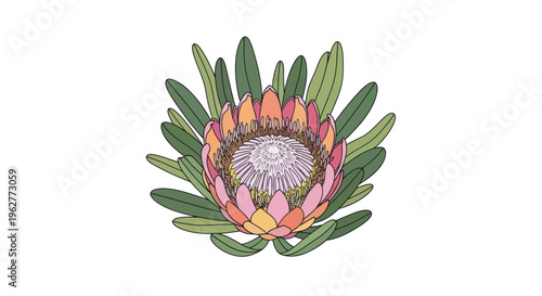 Large Pink and Orange King Protea.