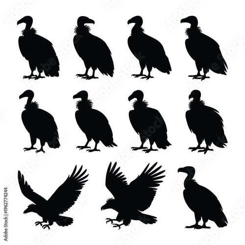 Silhouette collection of various vulture poses and wing positions