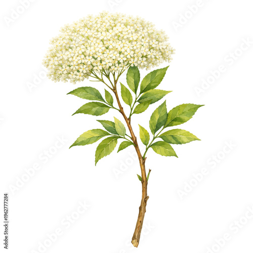Foto Watercolor elderflower botanical illustration, blooming elder branch with white flowers and green leaves isolated on white background
