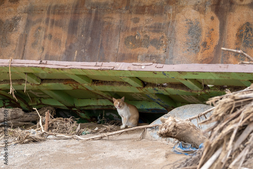 Obraz na plátne Stray cat standing under rusty metal wreckage with debris and sand, showing surv