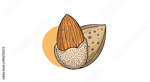 Illustration of an almond nut showing the rough exterior shell partially opened to reveal the smooth brown edible kernel inside.