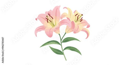 Pink Lily Flowers with Green Leaves.