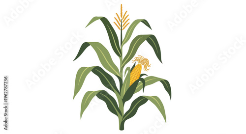 Green corn plant with yellow flower.
