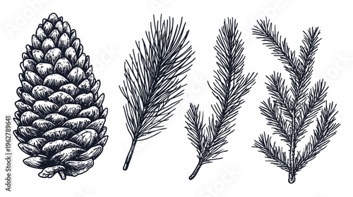 Hand-drawn botanical illustration with pine cone and evergreen sprigs in detailed pen and ink style