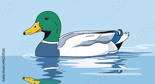 Male Mallard Duck in Water.