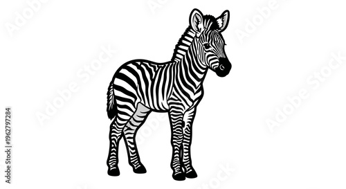 Zebra standing alone looking sideways.