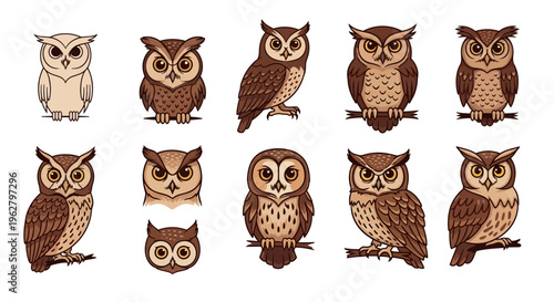 Collection of brown and white owls.