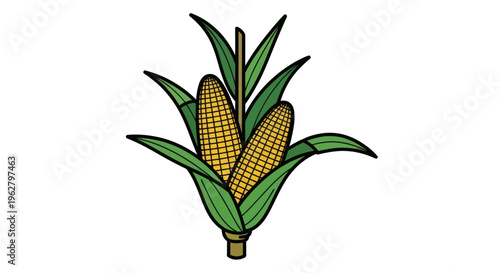 Yellow corn on the cob ears.