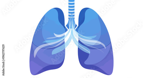 Human lungs anatomy organ illustration.