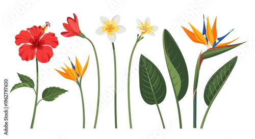 Colorful tropical flowers and leaves.