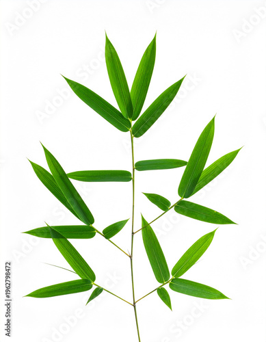 green bamboo leaves