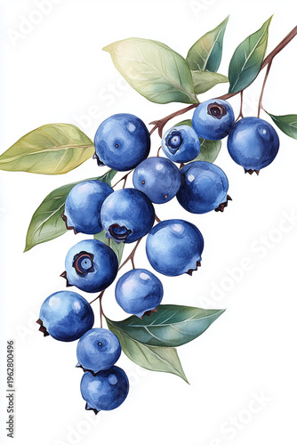 A detailed watercolor illustration of fresh blueberries on a branch, showcasing vibrant colors and natural beauty