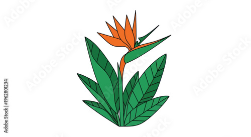 Bird of Paradise Flower Illustration.