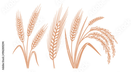 Golden wheat ears on white background.