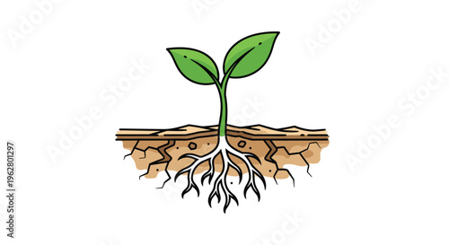 Small green plant sprout with two leaves growing from fertile soil showing a strong and complex root system deep in the ground.