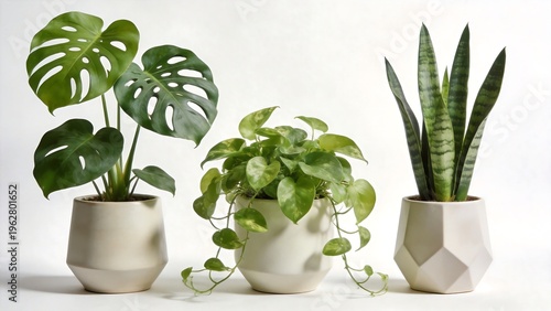 Three potted plants on white background