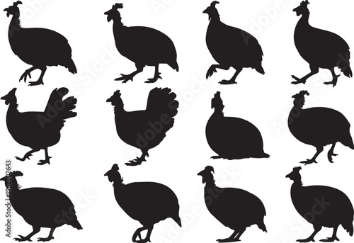 Set of silhouettes of guinea fowl isolated on transparent background vector illustration