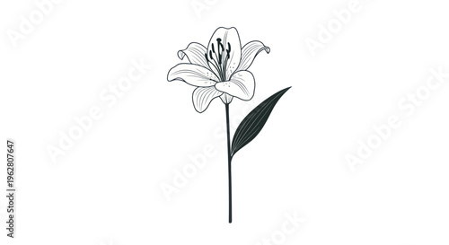 Lily Flower Single Stem Illustration.