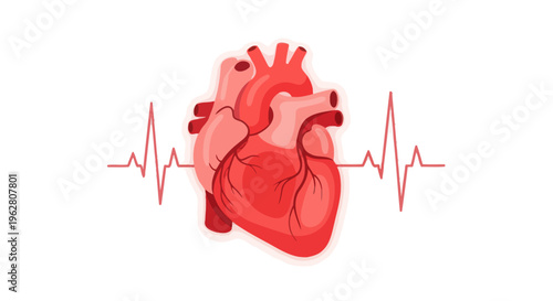 Anatomy of a Human Heart.