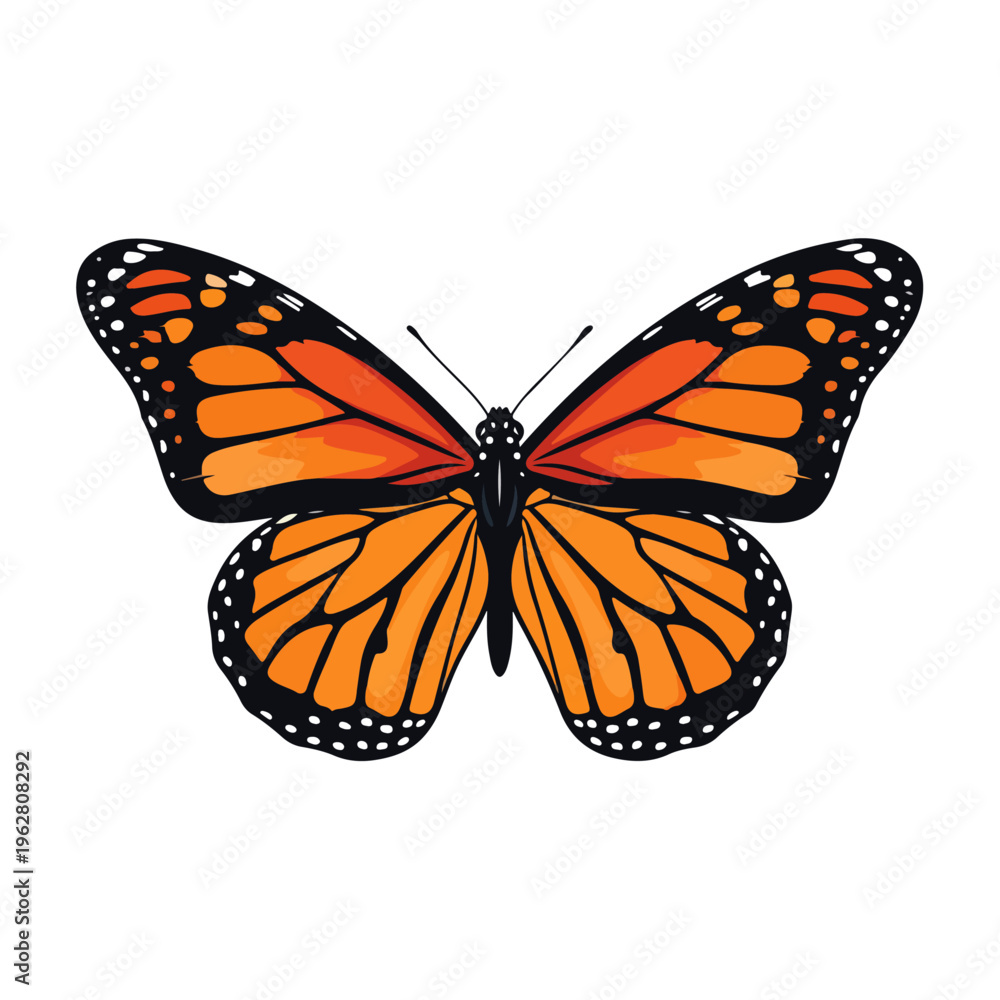 Fototapeta premium stylized handdrawn monarch butterfly vector illustration