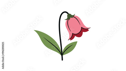 Single pink bell shaped flower hanging from a curved green stem with two large green leaves on a white background.